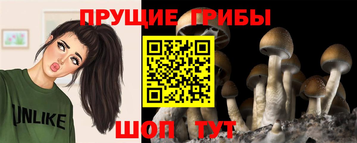 Псилоцибиновые грибы Psilocybe Зима